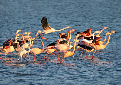 Flamingos